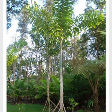 Real Ents of Ecuador