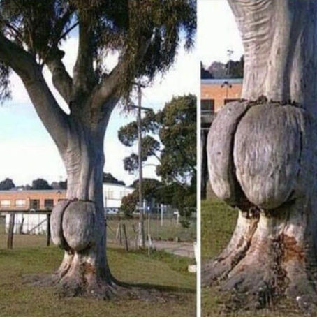 Ent butt
