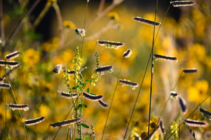 Blue Grama Grass Silhouetted in a Sea of Yellow © 2018 Susie Rose 1200.JPG