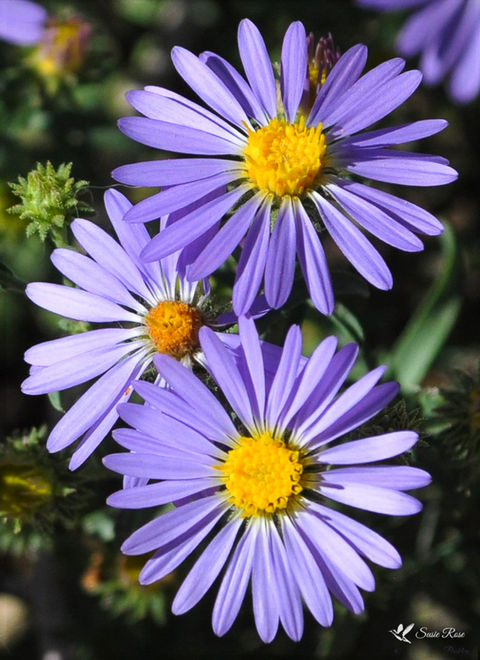 triple tansy aster © 2016 Susie Rose 1200.JPG