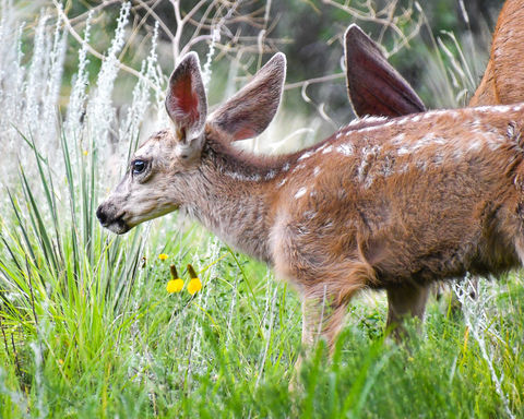 Mule Deer Fawn at Gaarden of the Gods, Colorado Springs, Colorado © 2019 Susie Rose 1200.J
