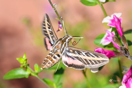 Curly Proboscis White-Lined Sphinx Moth in Sedona © 2021 Susie Rose 1200.jpg