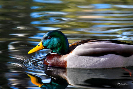 Mallard Duck at Rock Ledge Ranch CO © 2019 Susie Rose 1200.jpg