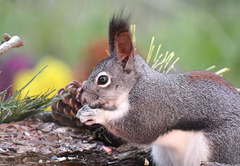 Abert’s Squirrel in Fall © 2018 Susie Rose 1200.jpg