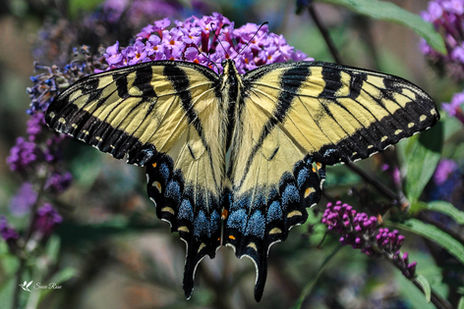 Swallowtail During the Eclipse Colorado Springs, CO © 2017 Susie Rose 1200.jpg