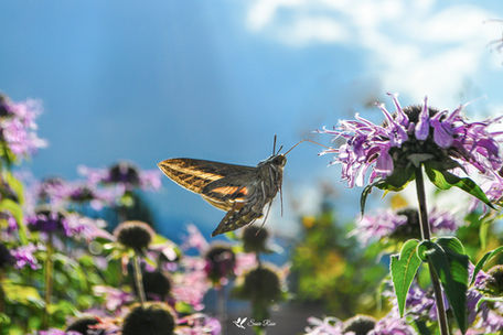 Stained Glass Wings White-Lined Sphinx Moth in Late Afternoon Sun © 2014 Susie Rose 1200.j