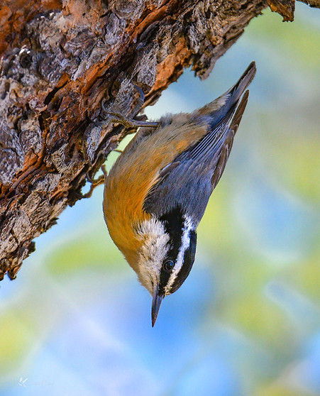 red-breasted nuthatch at garden of the Gods CO (C) 2024 Susie Rose stc BCh.jpg