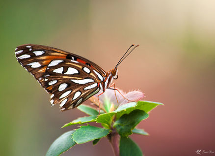 Gulf Fritillary Butterfly © 2018 Susie Rose 1200.jpg