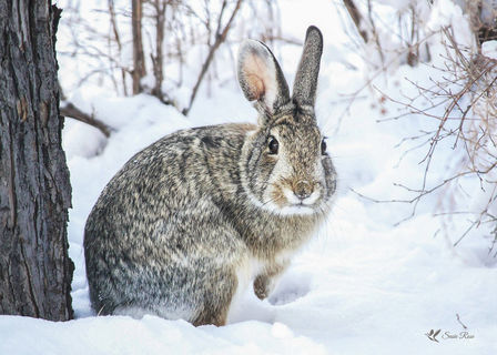 Snow Bunny, Colorado Springs © 2017 Susie Rose sr 1200.jpg