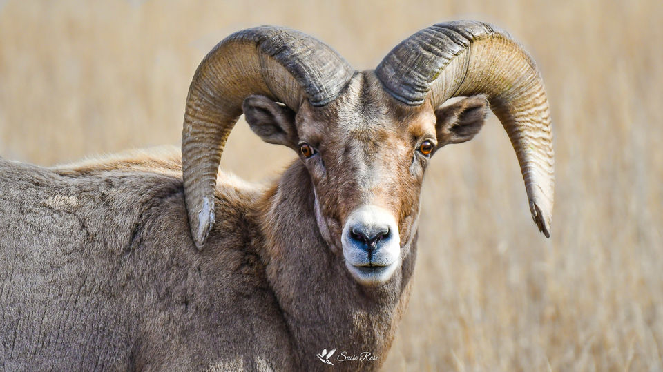 Bighorn Sheep Ram Garden of the Gods © 2021 Susie Rose 1200.jpg