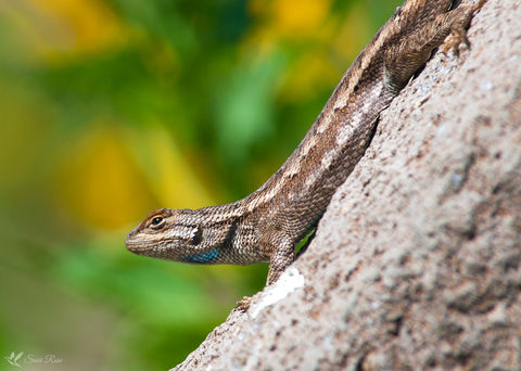 Plateau Fence Lizard © 2018 Susie Rose 1200.jpg