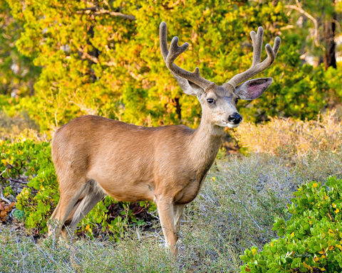 Buck in Golden Sunset Light Bryce Canyon © 2021 Susie Rose 1200.jpg
