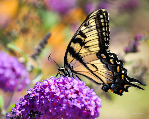 Swallowtail During the Eclipse © 2017 Susie Rose 1200.jpg
