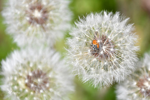 Lucky WIsh © 2020 Susie Rose 1200.JPG