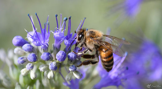 Bee on Flowers in the Koi Pond Garden Northern Arizona University © 2018 Susie Rose 1200.j