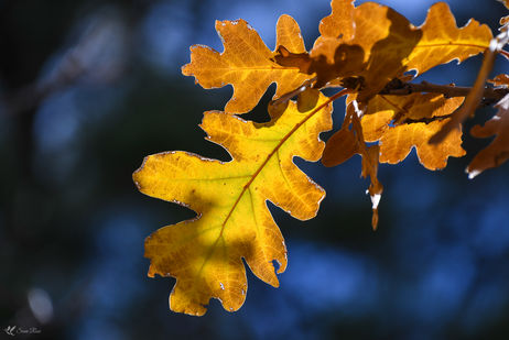 Gamble Oak Glory, West Fork, Oak Creek Sedona, AZ © 2018 Susie Rose 1200.JPG
