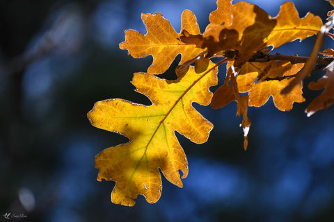 Gamble Oak Glory, West Fork, Oak Creek Sedona, AZ © 2018 Susie Rose 1200.JPG