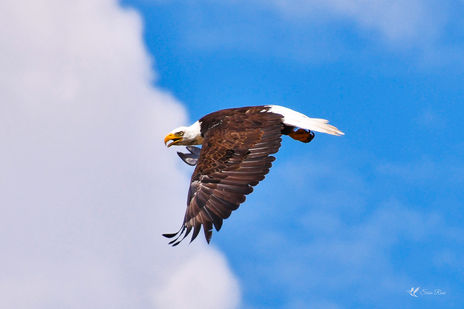 Eagle Soaring at the Wetlands © 2021 Susie Rose 1200.jpg