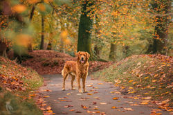 Golden Retriever in Autumn