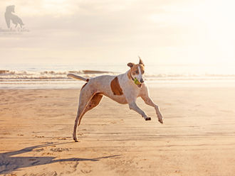 Dog Photographer of the year 2014