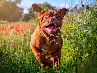 "My Dog Would Never Sit For A Photo!"