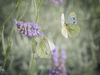 Bees & Butterflies
