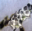 Orchid