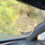 Thumbnail: Christmas – Air Freshener