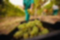 harvesting grapes
