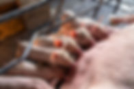baby-pigs-sucking-mother-pig-in-hog-farms-animal-2021-04-06-09-14-36-utc.jpg