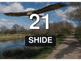 Shide and the Secret in the Stream