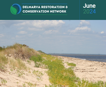 DRCN June newsletter header with a photo of beach dunes