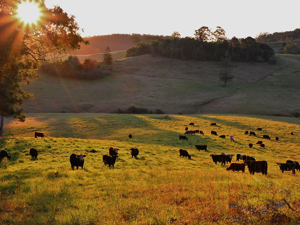 Cattle ©Rebecca Ludstrom.JPG