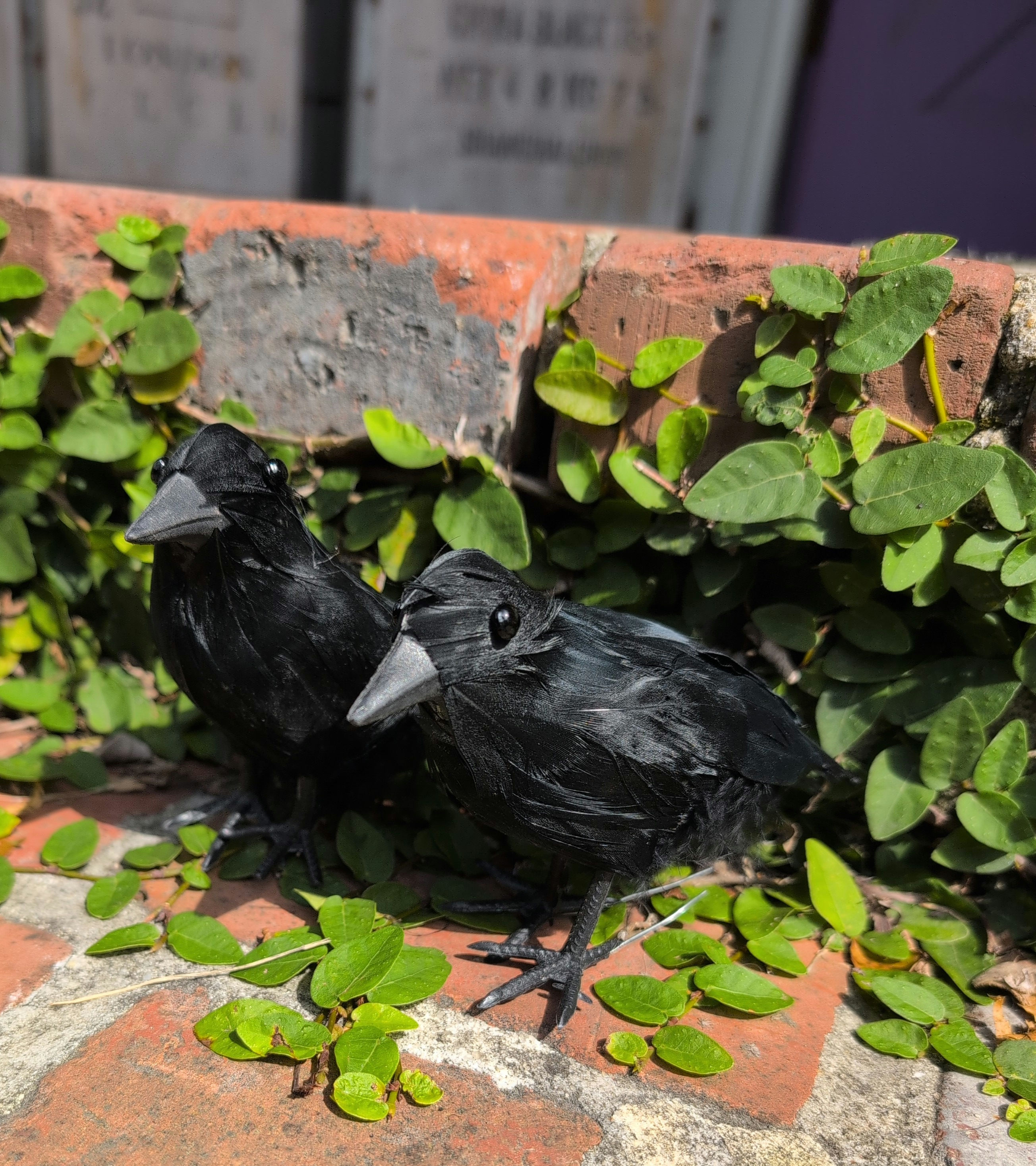 Crow Ravens
