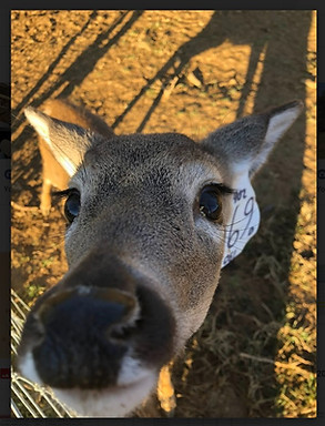 deer face.jpg