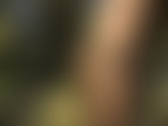 Birds in the Garden: