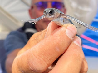 DES GRAINS À MOUDRE !