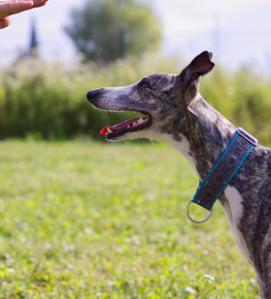 Sighthound in active training for stay place hold command