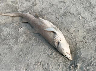Shark & Surf In Rhode Island Today ~ Vec Says All Good!
