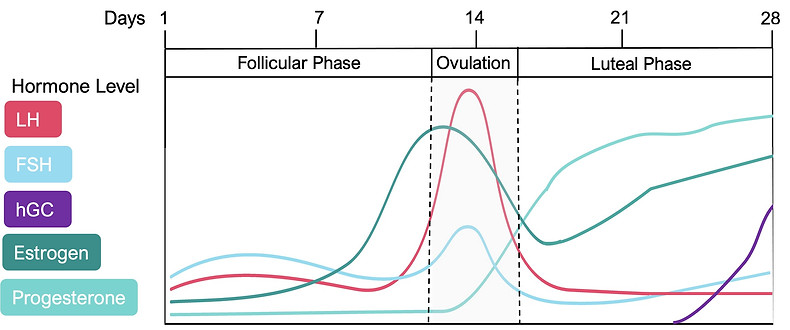 pregnancy-cycle-v1.jpg