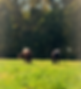 IMG_0703_edited.png