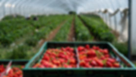 wild grapes bistro strawberries