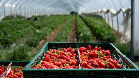 wild grapes bistro strawberries