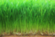 Wheat grass Wild Grapes
