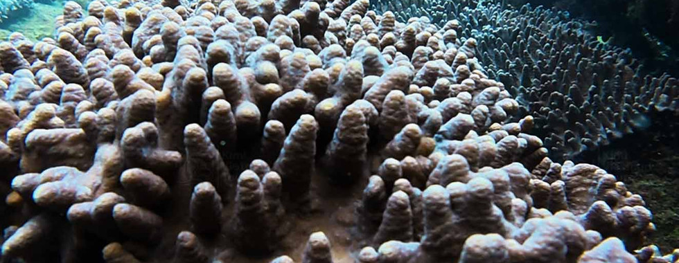 Small Finger leather coral (Sclerophytum) colony in shallow water on Bat Reef, Phu Quoc