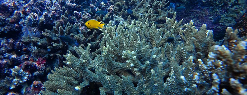 Branching Acropora coral on Bat Reef, Phu Quoc