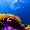 Colorful sea anemones with clownfish tucked among their tentacles next to a giant sponge barrel on the Hon Kim Quy coral reef, phu quoc snorkeling with Tomas and Van Anh - Kimi Vietnam Tour