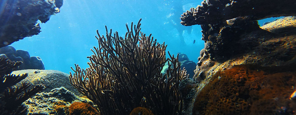 Sea bush coral (Rumphella) on Kim Quy Reef, Phu Quoc