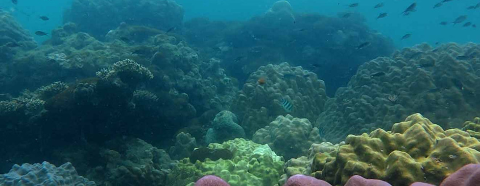 Porites coral reef on Ho Roi Reef, Phu Quoc