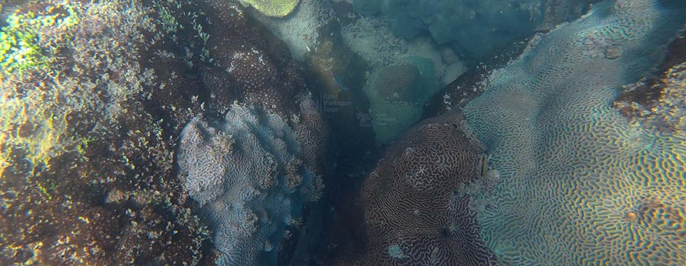 Maze coral (Platygyra) on M Reef, Phu Quoc